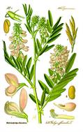 گالگا - معرفی و خواص گیاهان دارویی